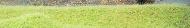 grass