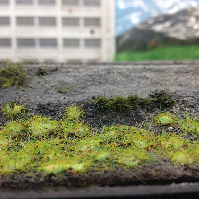 grass tufts