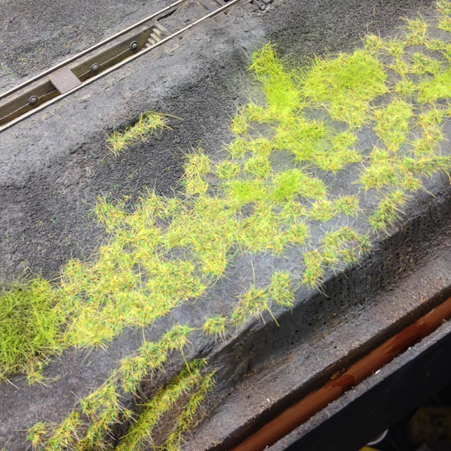 grass yard