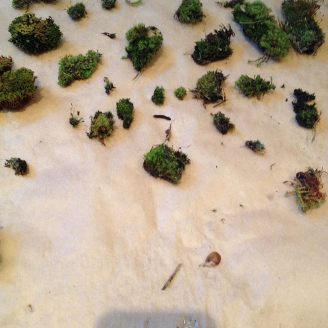 Moss