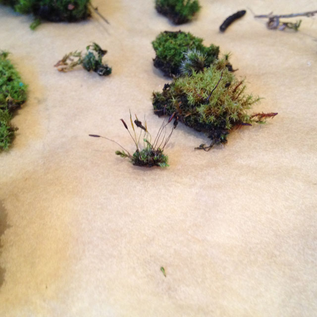 Moss