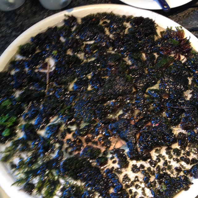 Curing moss