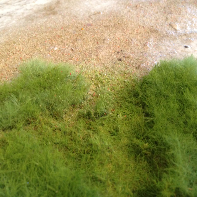 grass