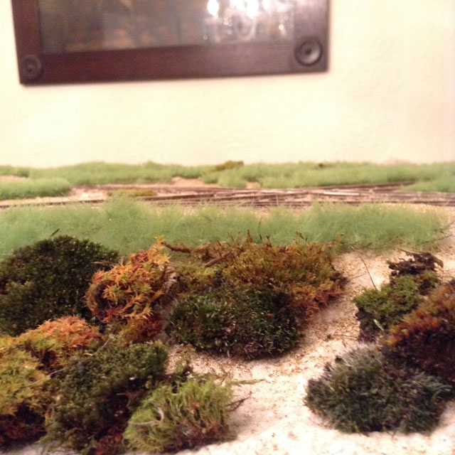 moss up close