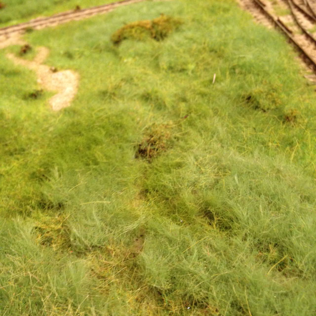 grass