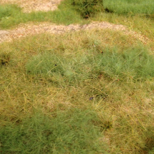 Grass