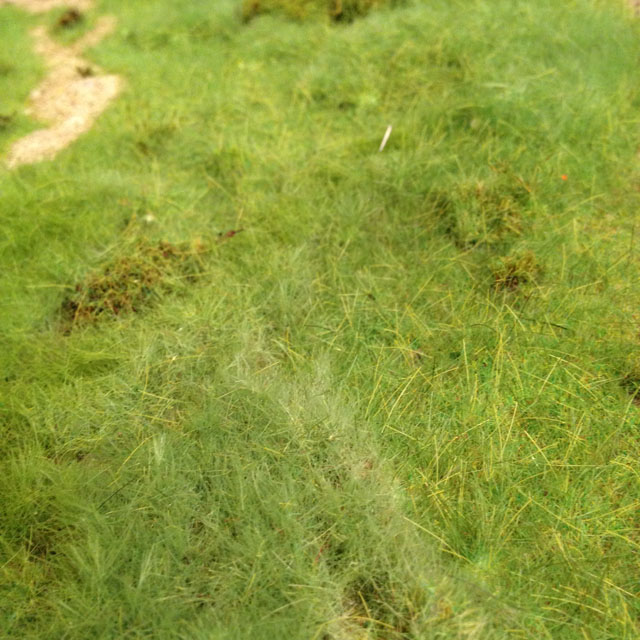 Grass