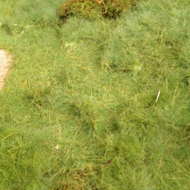Grass