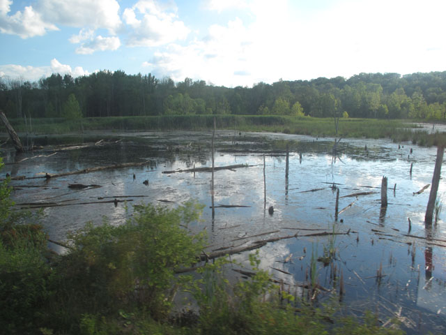 More Swamps