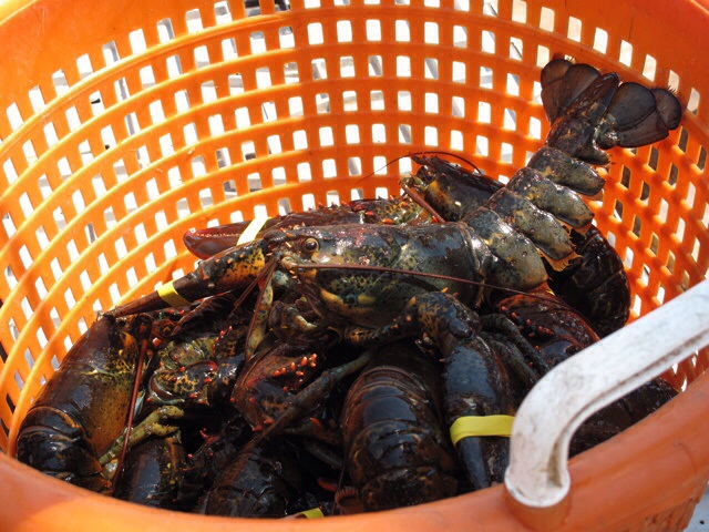 Lobsters