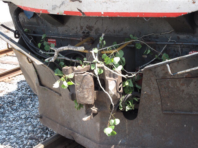 Man v tree