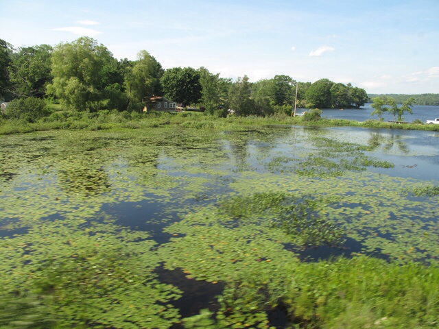 Lily pads