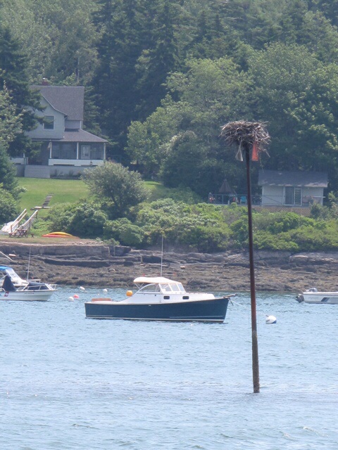 Osprey nest