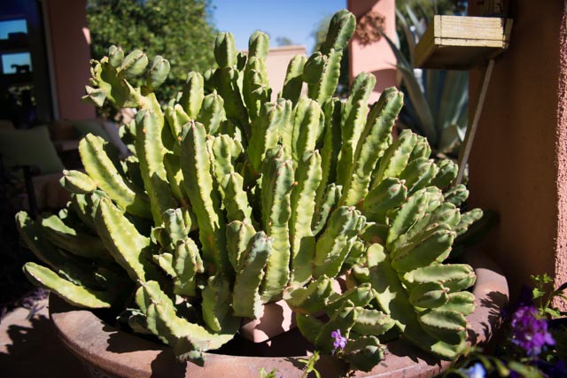Cactus 1
