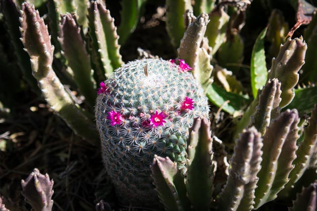 Cactus 2