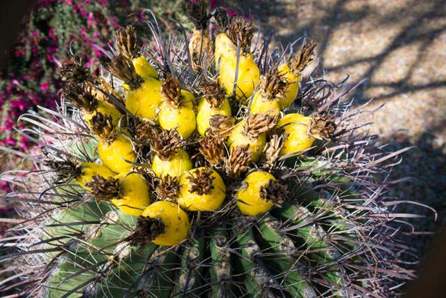 Cactus 4