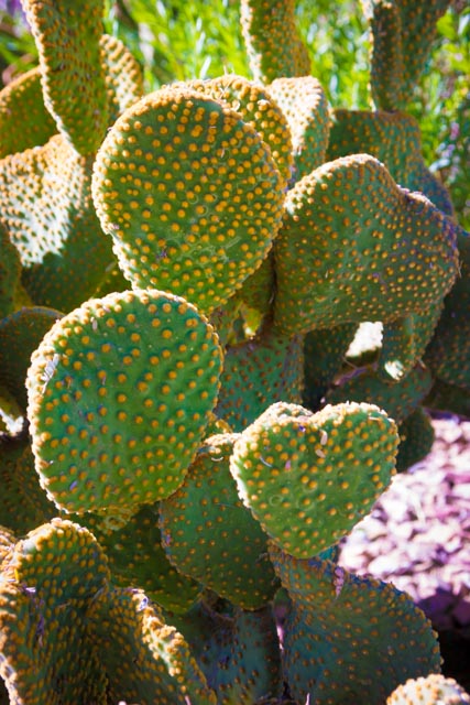 Cactus 5
