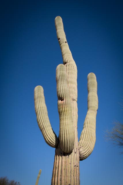 Pima Cactus