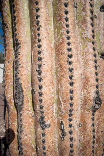 Pima cactus up close