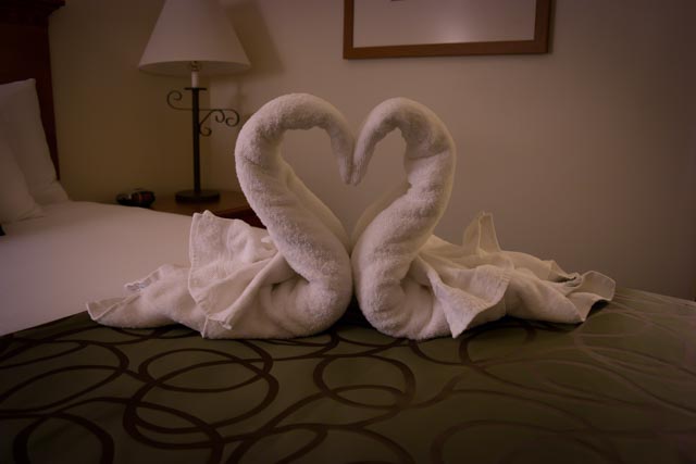 Motel swans