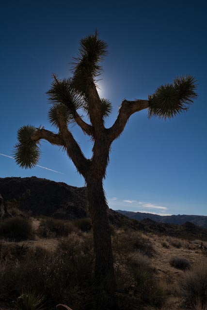 Joshua Tree National Park