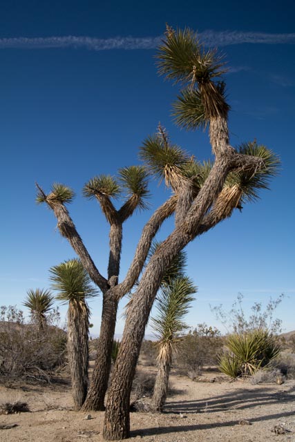 Joshua Tree National Park