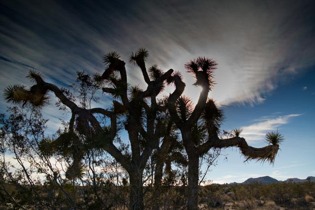Joshua Tree National Park