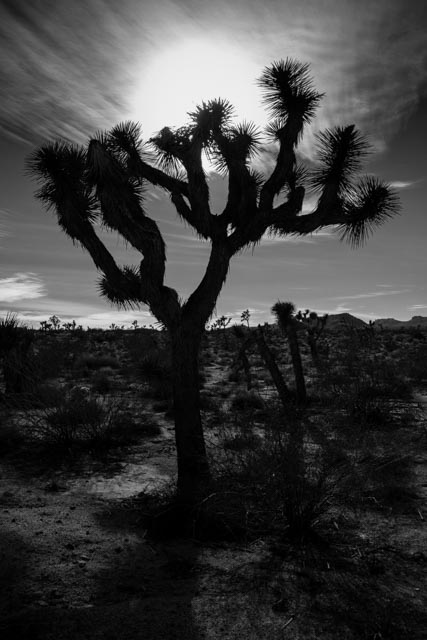 Joshua Tree National Park