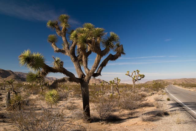 Joshua Tree National Park