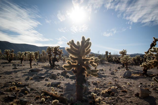 Joshua Tree National Park