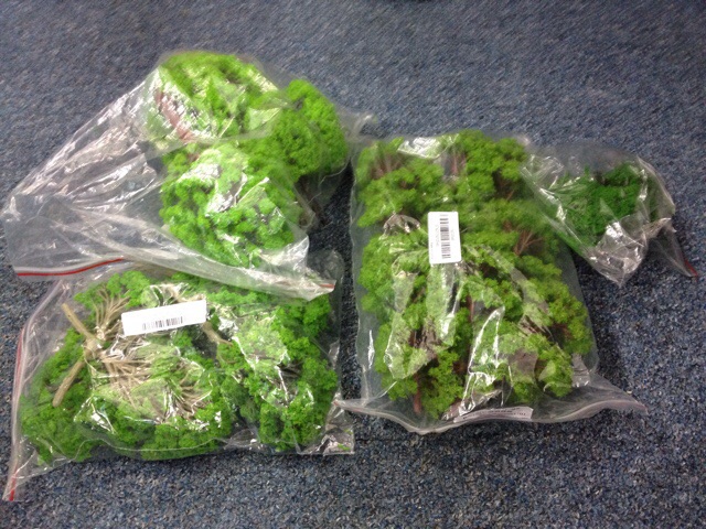 Chinese eBay trees