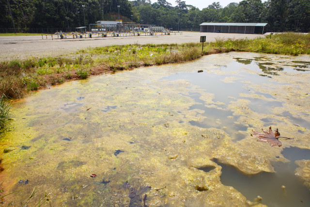 Real World Pond Scum