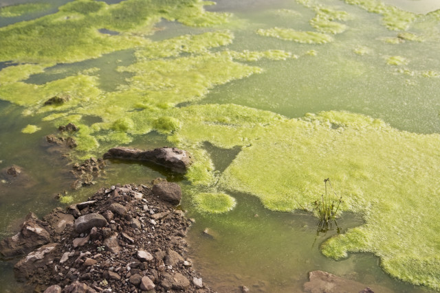 Real World Pond Scum