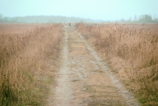 Reeds in a field