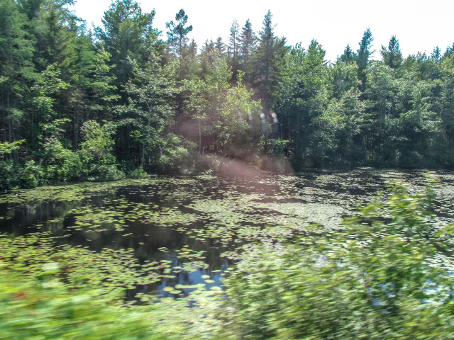 Pond in Maine