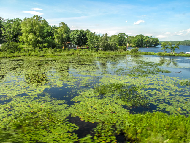 Water Lilies