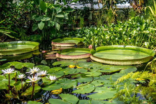 vegetation-100-5