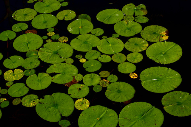 Water Lilies