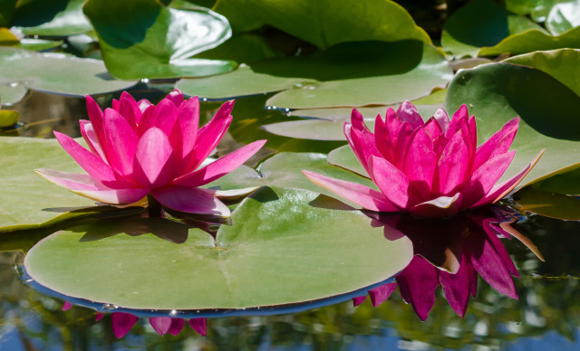 Water Lilies