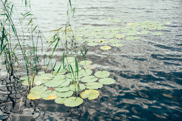 Water Lilies