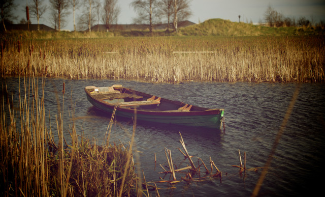 Reeds