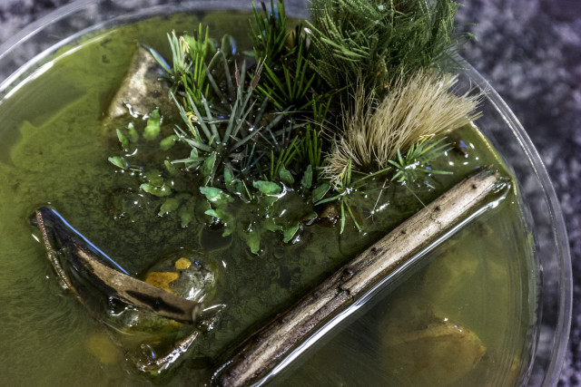Water and Riverside plants