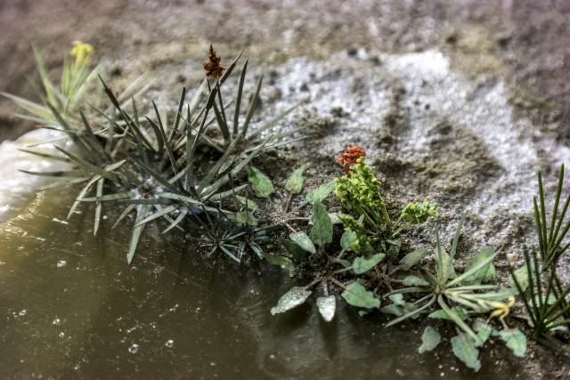 Waterside plants
