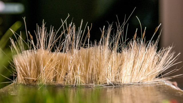 Final Cattails