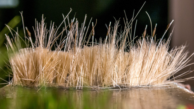 Final Cattails