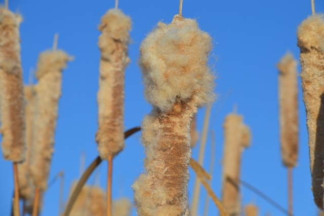 Cattails