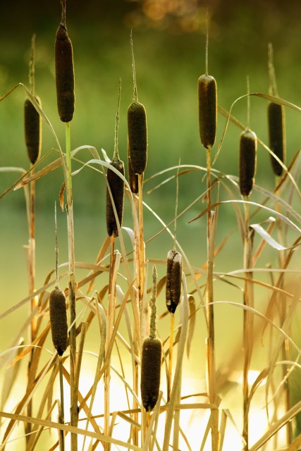 Bulrushes