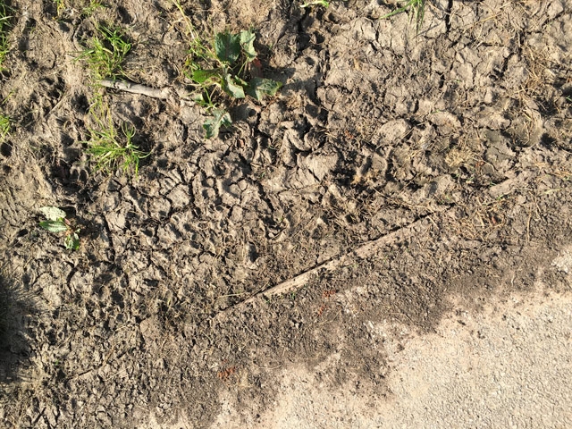 Knowle Park Cracked Earth