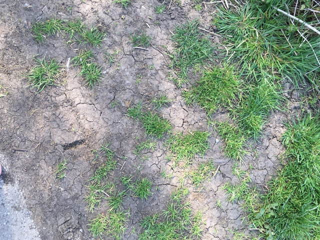 Knowle Park Cracked Earth