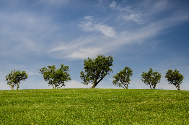 Grass